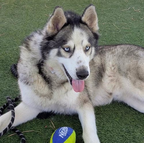 Photo of Thunder, adoptable Siberian Husky in Las Vegas, Nevada