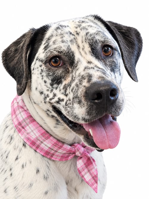 Photo of Brittany mix, Brittany mix, adoptable Brittany in Mt. Laurel, New Jersey