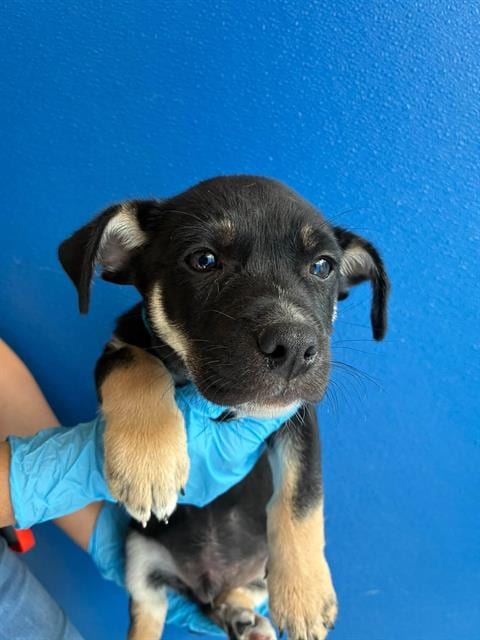 Photo of A256365, adoptable German Shepherd Dog in Visalia, California
