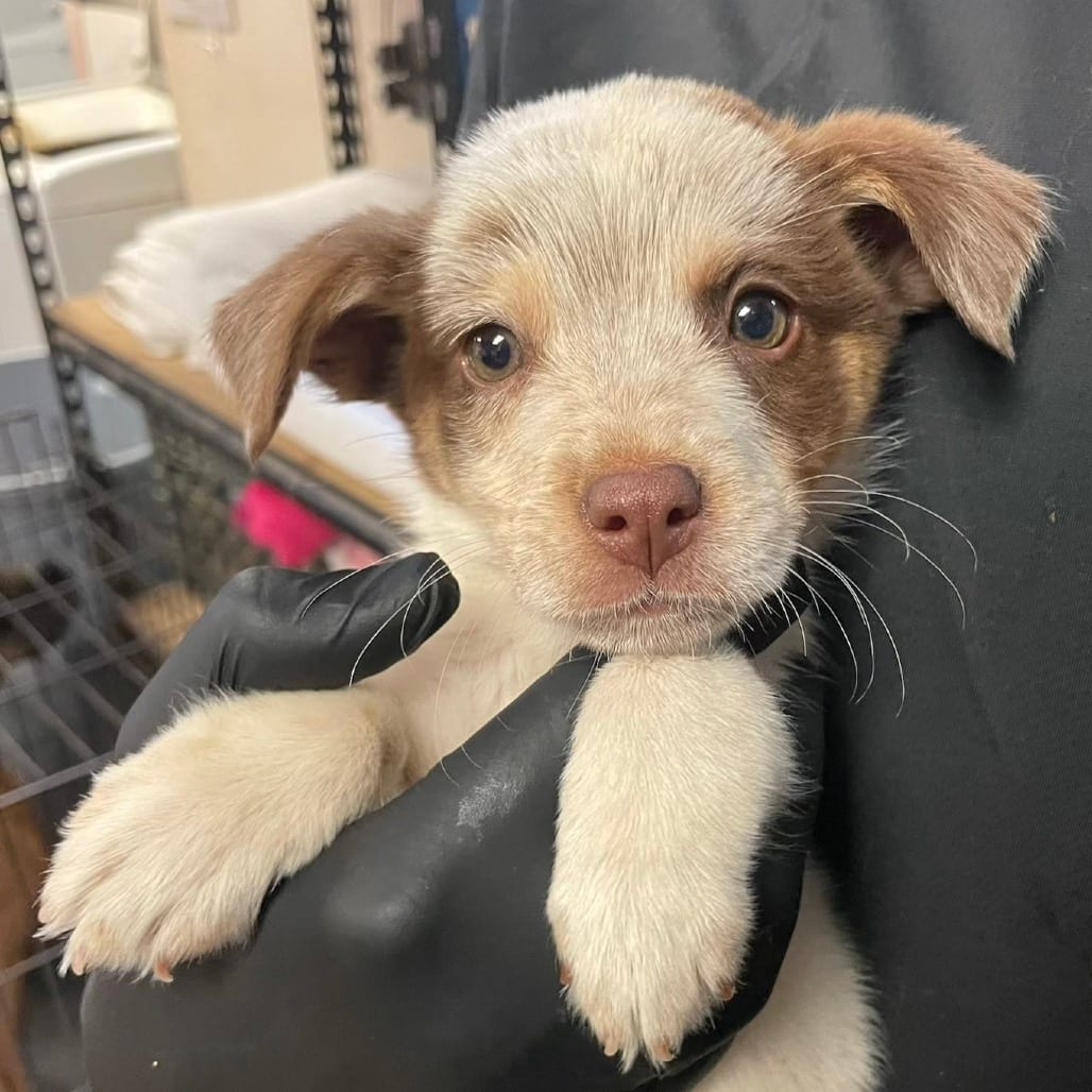 Photo of Hedwig, adoptable American Blue Heeler / Mix in Kanab, Utah