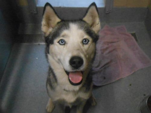 Photo of Winter, adoptable Siberian Husky in Orange, California
