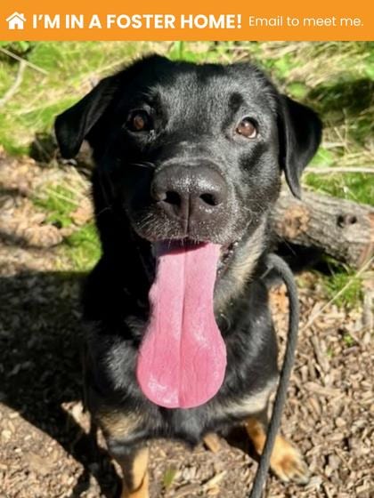 Photo of Hemlock, adoptable dog in Baltimore, Maryland