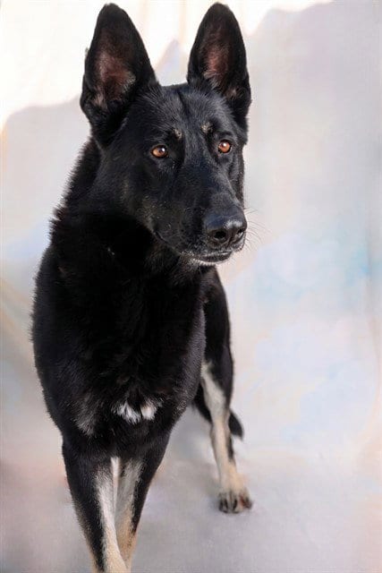 Photo of Jerry, adoptable German Shepherd Dog in Baldwin Park, California