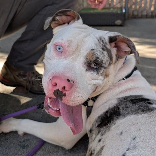 Photo of Pinkie, adoptable Pit Bull Terrier in Alameda, California