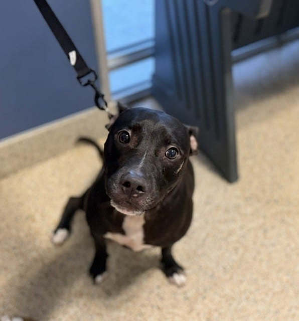Photo of Oreo, adoptable Terrier mix in Miami, Florida