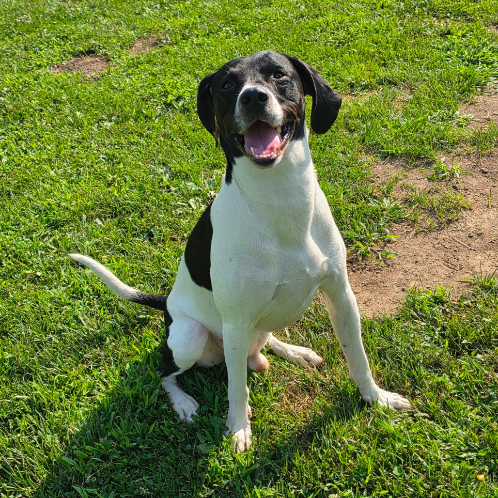 Photo of Jackie, adoptable Pointer / Mixed Breed (Medium) in Marshalltown, Iowa