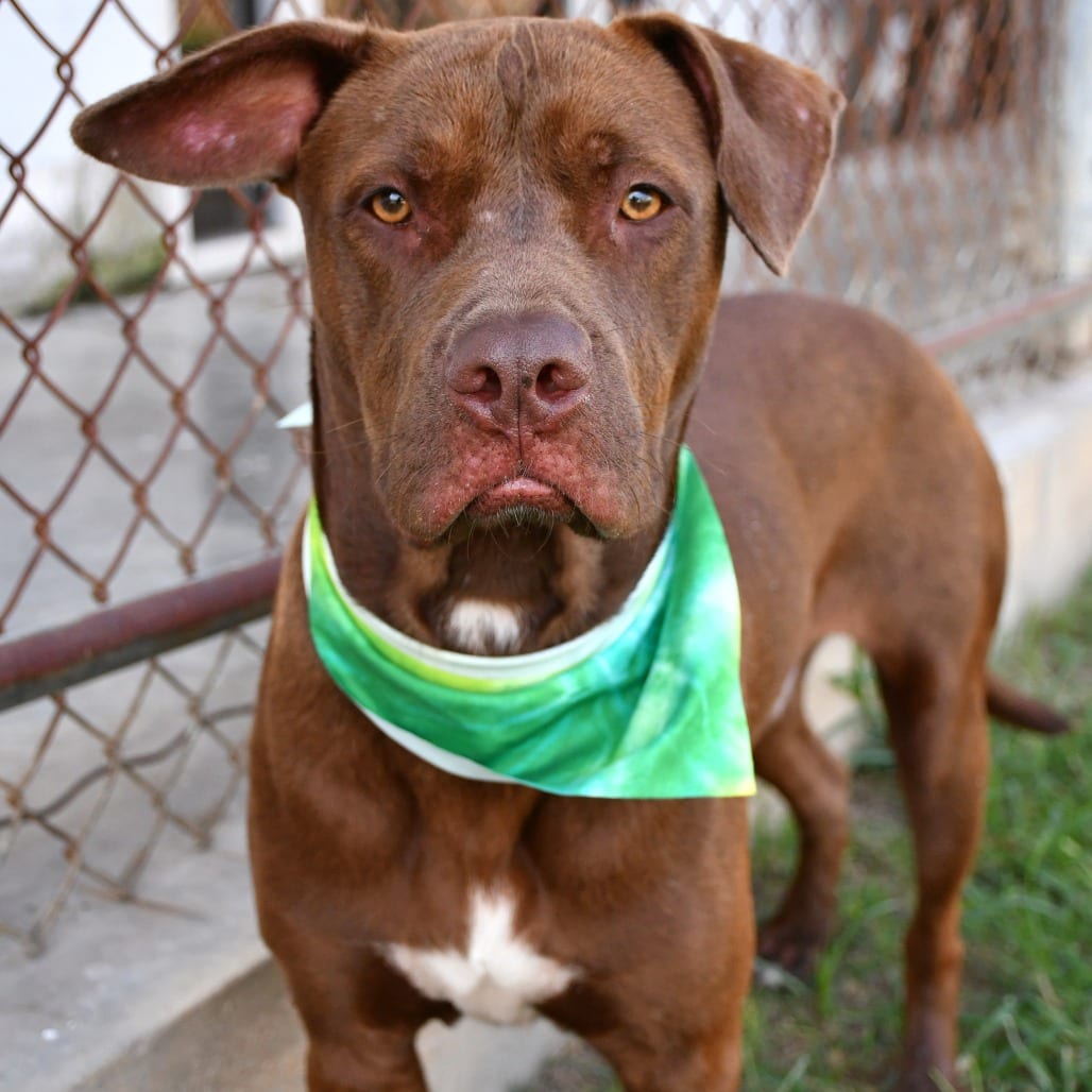 Photo of Willy, adoptable Terrier, Pit Bull / Retriever, Chocolate Labrador in Beaumont, Texas