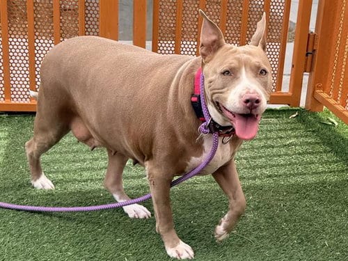Photo of Angel, adoptable Pit Bull Terrier in Las Vegas, Nevada