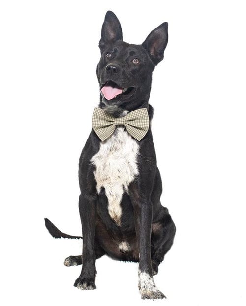 Photo of Mason, adoptable Labrador Retriever in Santa Maria, California