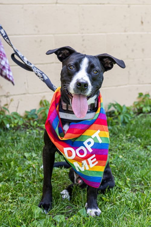 Photo of Preston, adoptable Pit Bull Terrier in Oakhurst, New Jersey