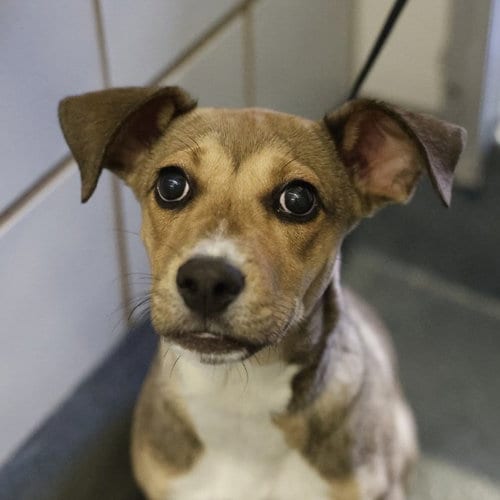 Photo of Karina, adoptable Black Mouth Cur in San Antonio, Texas