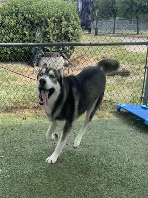 Photo of Max, adoptable Siberian Husky in Pasadena, Texas