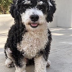Photo of Snickerdoodle, adoptable Poodle (Standard) in Newport Beach, California