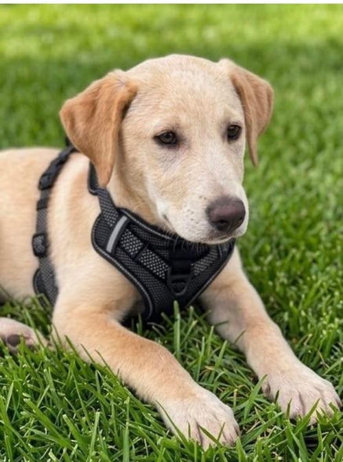 Photo of Lilac, adoptable Labrador Retriever in San Diego, California