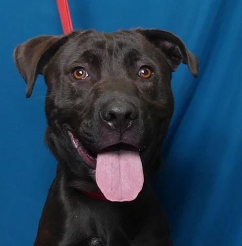 Photo of Kahlua, adoptable Labrador Retriever in Ukiah, California