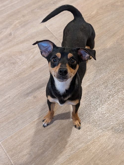 Photo of Cal- tiny but mighty, adoptable Miniature Pinscher in Oakhurst, New Jersey
