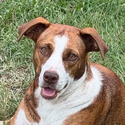 Photo of Sassie, adoptable Hound in Canton, Connecticut