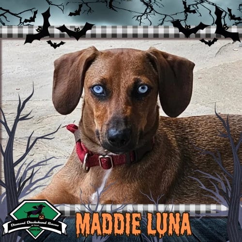 Photo of Maddie Luna, adoptable Dachshund in San Antonio, Texas