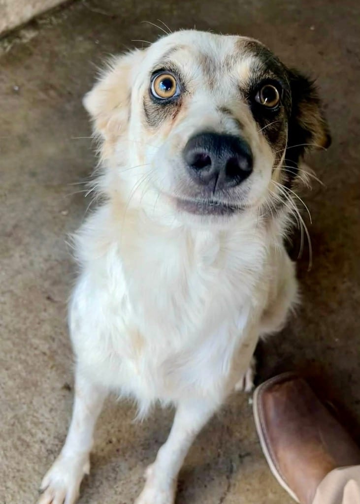 Photo of Lliira, adoptable Border Collie in Texas
