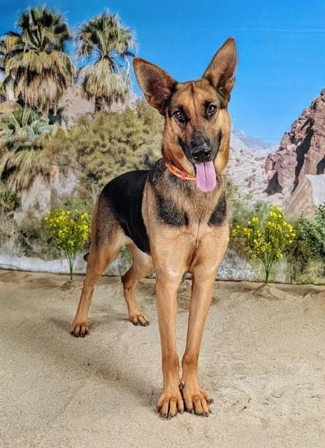 Photo of Jules, adoptable German Shepherd Dog in Thousand Palms, California