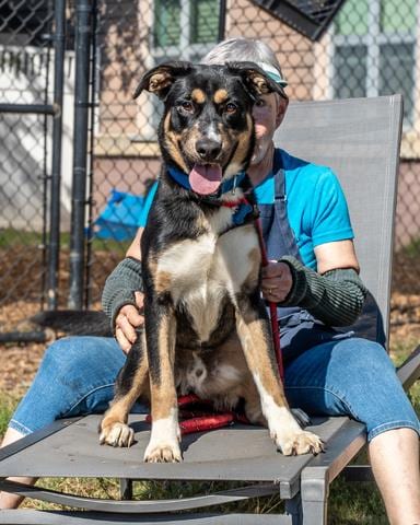 Photo of Colonel, adoptable dog in Chamblee, Georgia