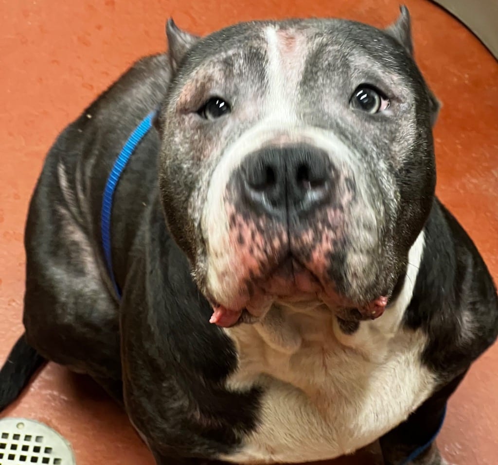 Photo of Dia, adoptable Pit Bull Terrier in Douglasville, Georgia