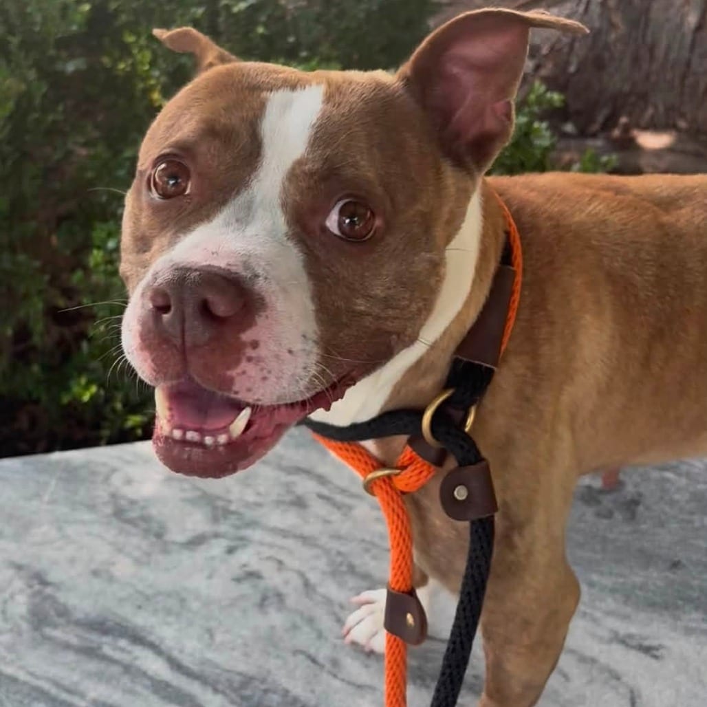 Photo of Nami, adoptable Mixed Breed (Medium) in St. Louis, Missouri