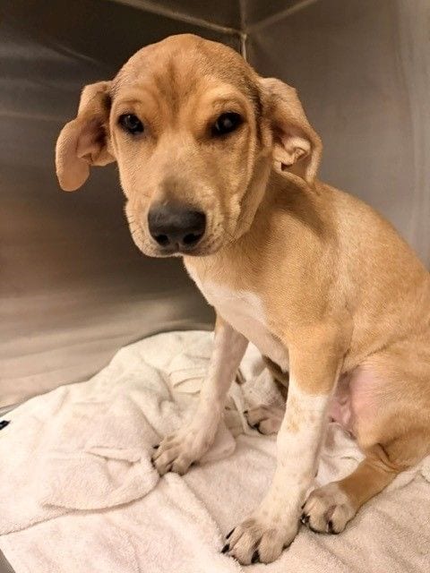 Photo of Avery, adoptable Unknown breed in Rancho Santa Fe, California
