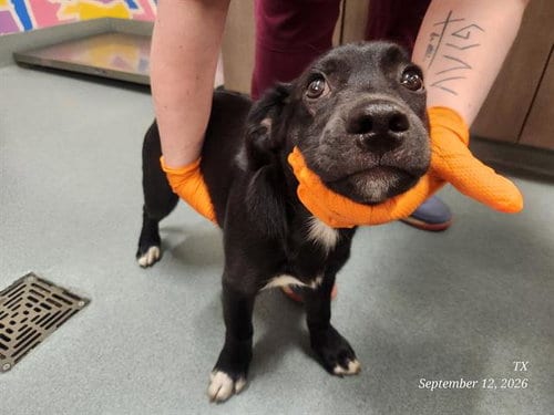 Photo of Jordan, adoptable Labrador Retriever in Baytown, Texas