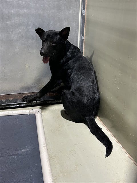Photo of Trouble, adoptable German Shepherd Dog in Bakersfield, California
