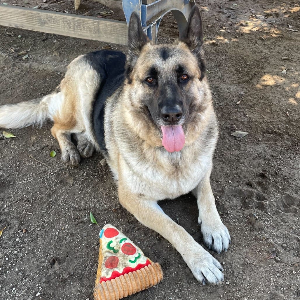 Photo of Mahogany, adoptable Shepherd, German / Mixed Breed (Large) in Riverside, California