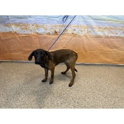 Photo of Suki, adoptable German Shepherd Dog in Doral, Florida