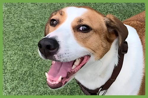 Photo of Gracie Mae, adoptable Treeing Walker Coonhound in Amherst, Massachusetts