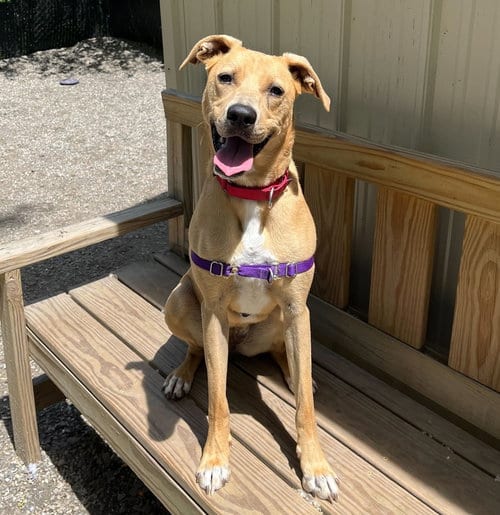 Photo of Bridget, adoptable Labrador Retriever in Elmsford, New York