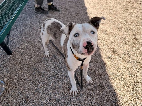 Photo of Marvyn, adoptable American Pit Bull Terrier in Mesa, Arizona