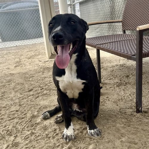 Photo of Viki, adoptable Labrador Retriever in Thousand Palms, California
