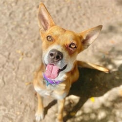 Photo of Igor, adoptable Carolina Dog in Aurora, Colorado