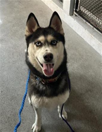 Photo of Ivy Marie, adoptable Siberian Husky in Sacramento, California