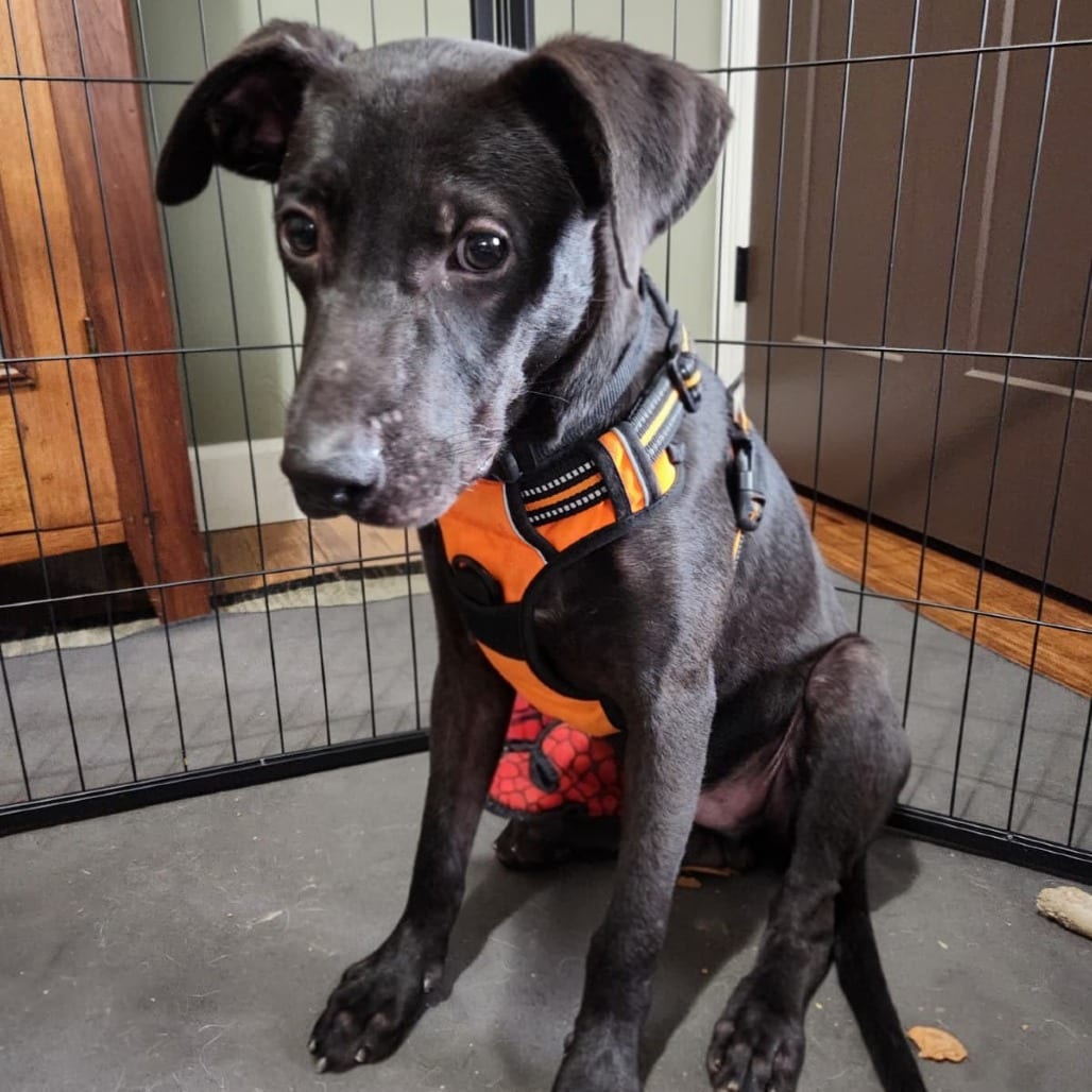Photo of Ferb, adoptable Mountain Cur / Retriever, Labrador in Normal, Illinois