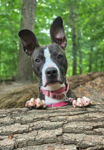 Photo of Brandy, adoptable Terrier, Pit Bull/Mix in Annapolis, Maryland