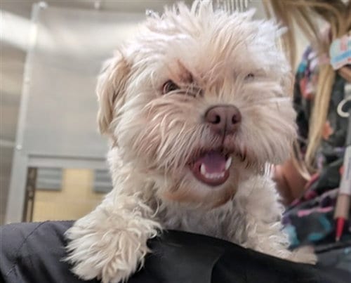 Photo of Cotton, adoptable Poodle (Miniature) in Denver, Colorado
