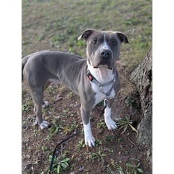 Photo of Bubby, adoptable Mixed Breed (Medium) in Syracuse, New York