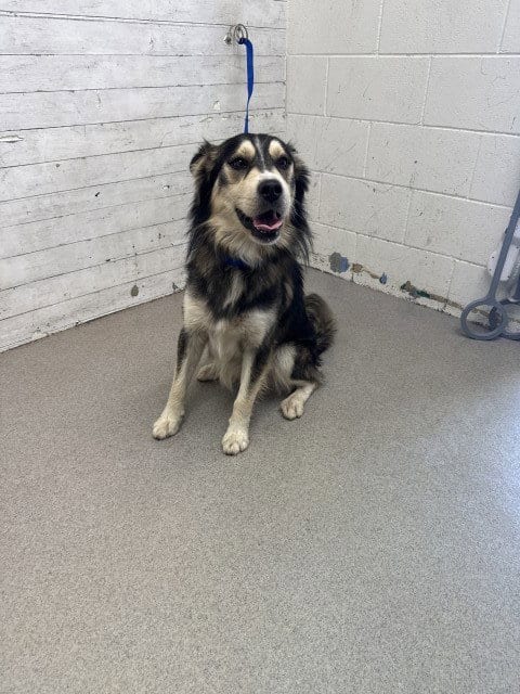 Photo of Coconut, adoptable Siberian Husky in San Bernardino, California