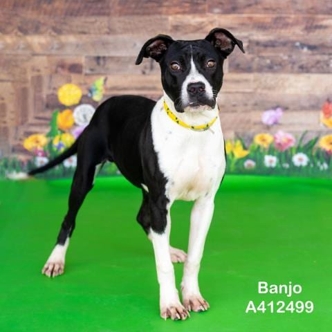 Photo of Banjo, adoptable American Pit Bull Terrier in Conroe, Texas