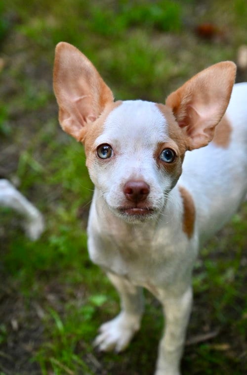 Photo of Meadow Prairie, adoptable Chihuahua in Wakefield, Rhode Island