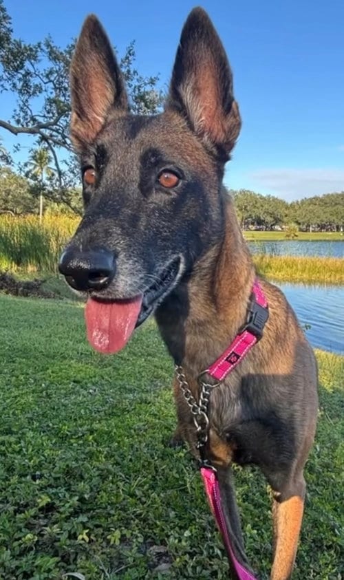 Photo of Berry - Located in Florida, adoptable Belgian Shepherd Malinois in Imlay City, Michigan