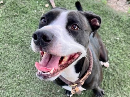 Photo of Ella, adoptable dog in Georgetown, Texas
