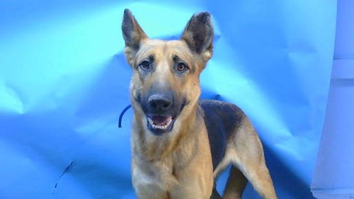 Photo of Nova, adoptable German Shepherd Dog in Gardena, California