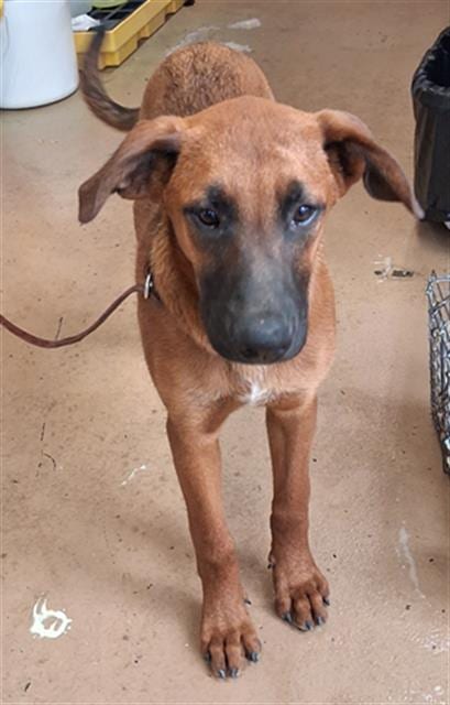 Photo of Pretty Boi, adoptable German Shepherd Dog in Chula Vista, California