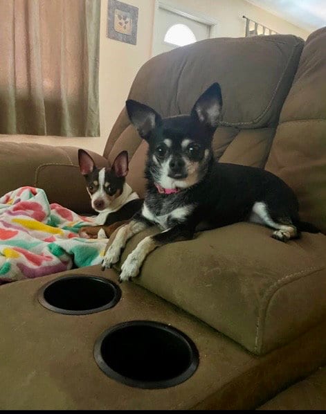 Photo of Missy, adoptable Chihuahua in Phoenix, Arizona